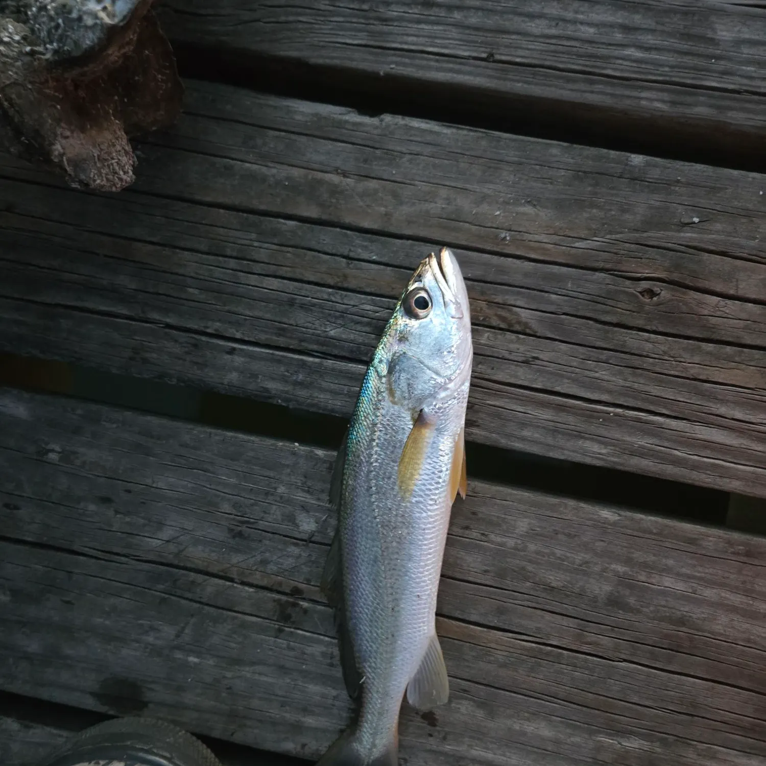 Sand seatrout caught on Fishbrain