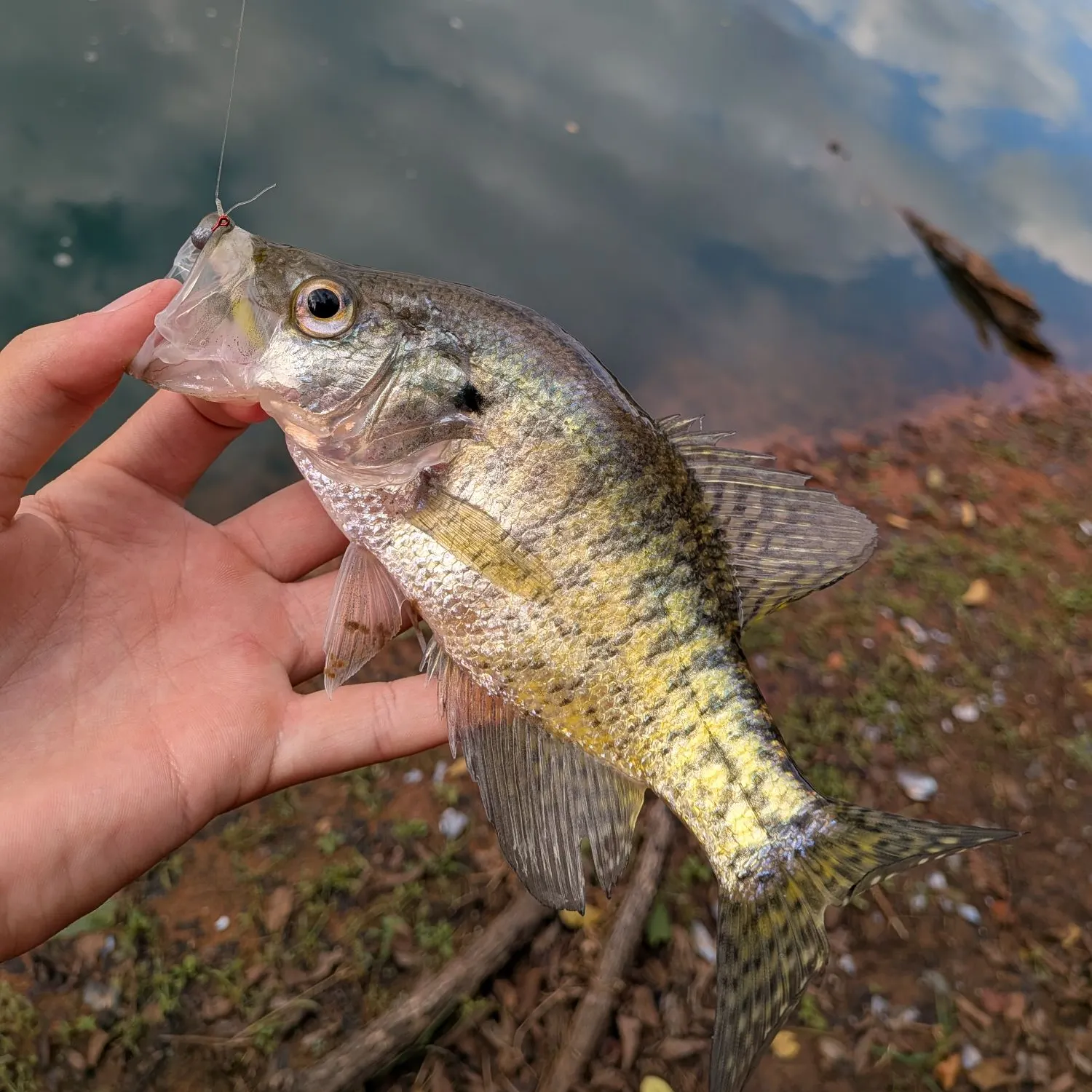 White crappie caught on Fishbrain