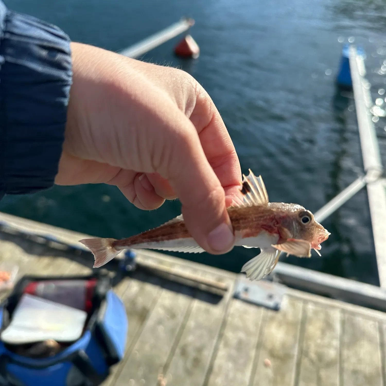 Grey gurnard caught on Fishbrain