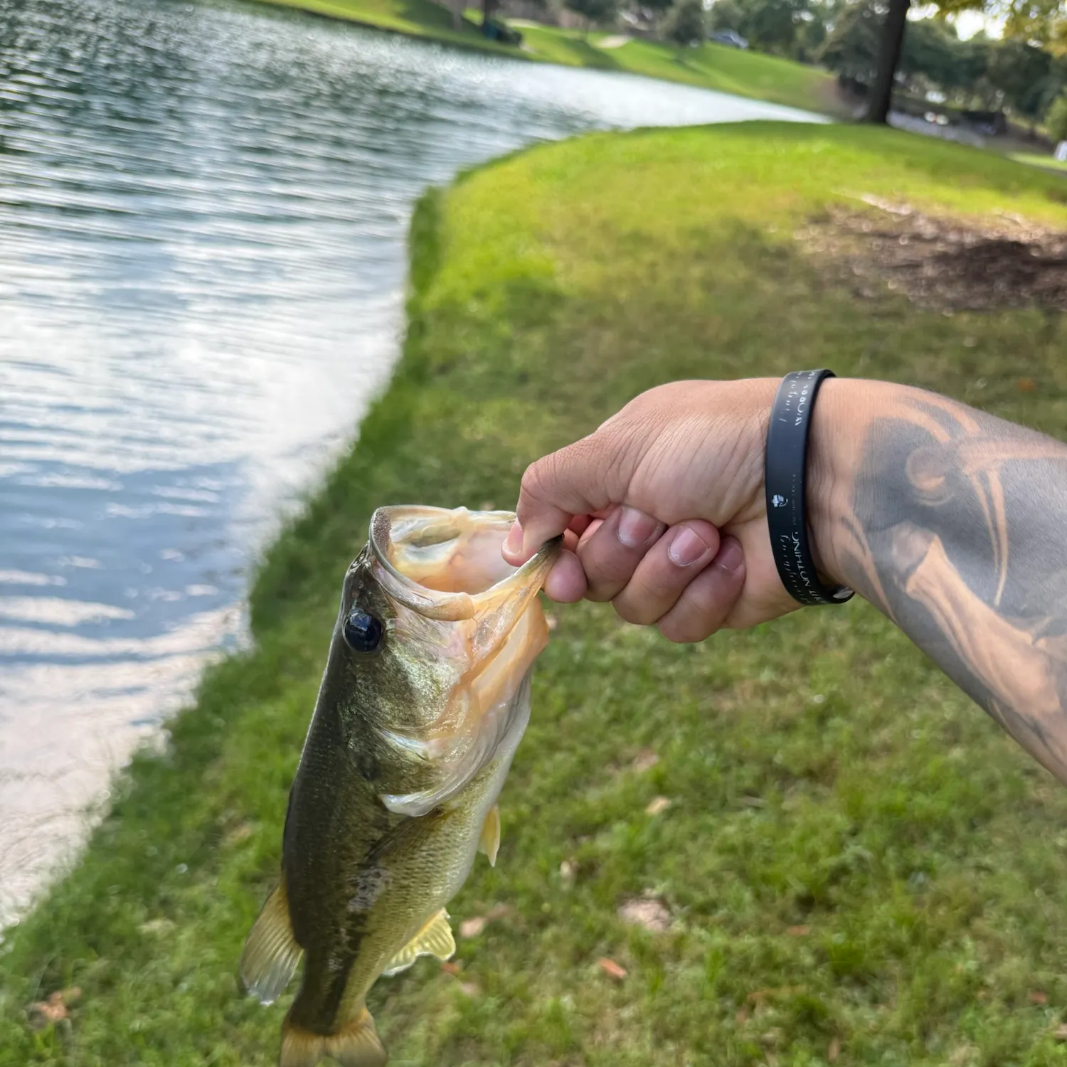 Fish caught on Fishbrain