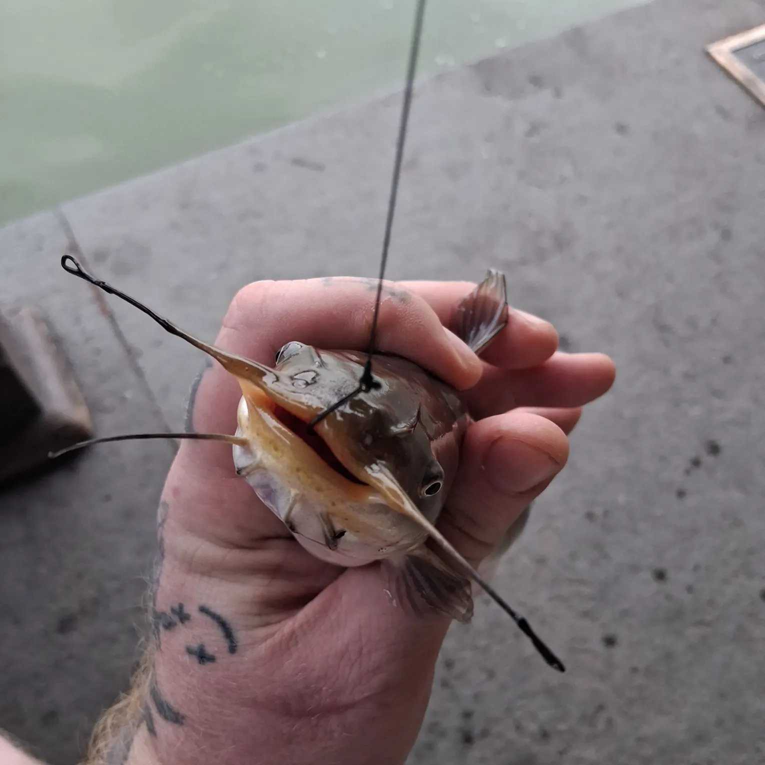 Black bullhead caught on Fishbrain