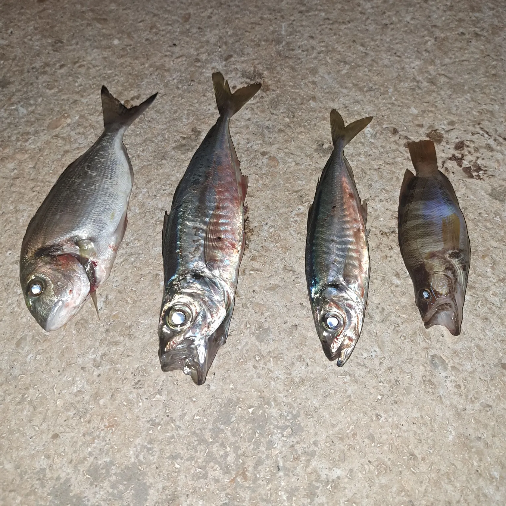 recently logged catches