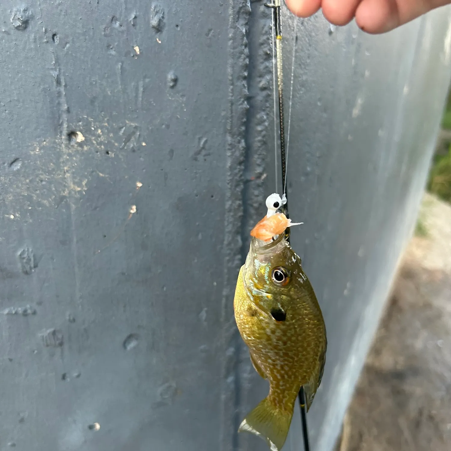Bluegill caught on Fishbrain