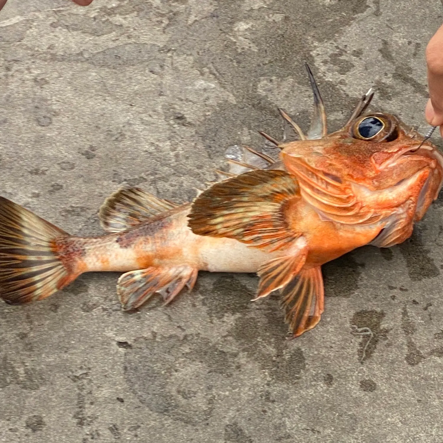 The most recent Common gurnard perch catches on Fishbrain