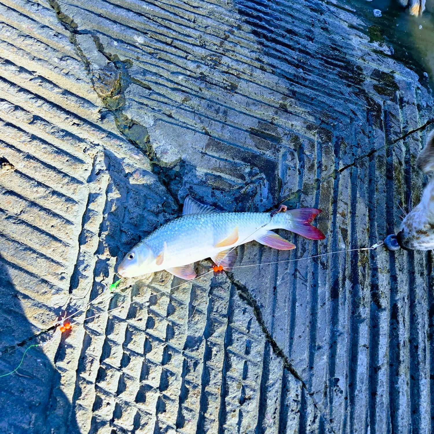 The most recent Shorthead redhorse catches on Fishbrain