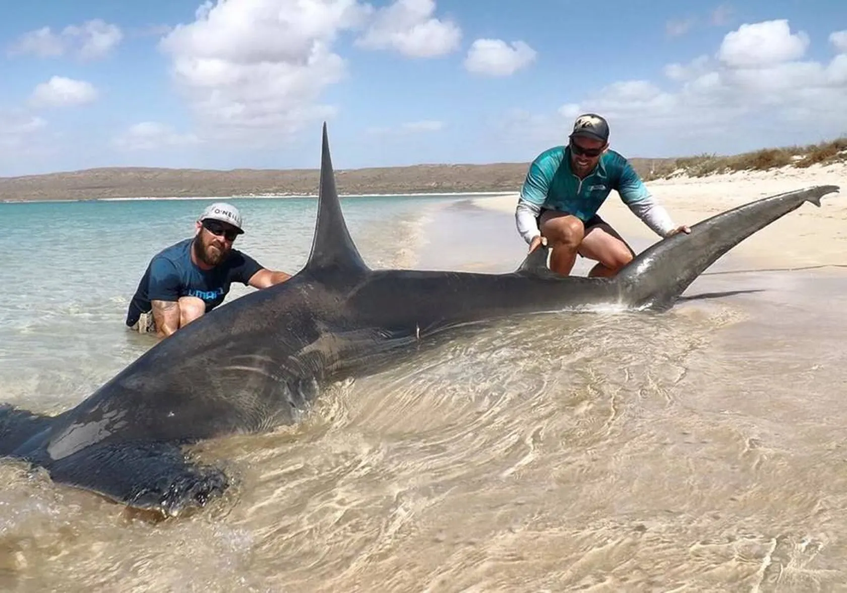 Great hammerhead shark