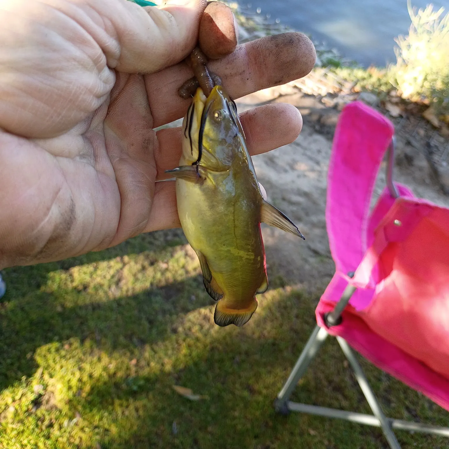 Yellow bullhead caught on Fishbrain