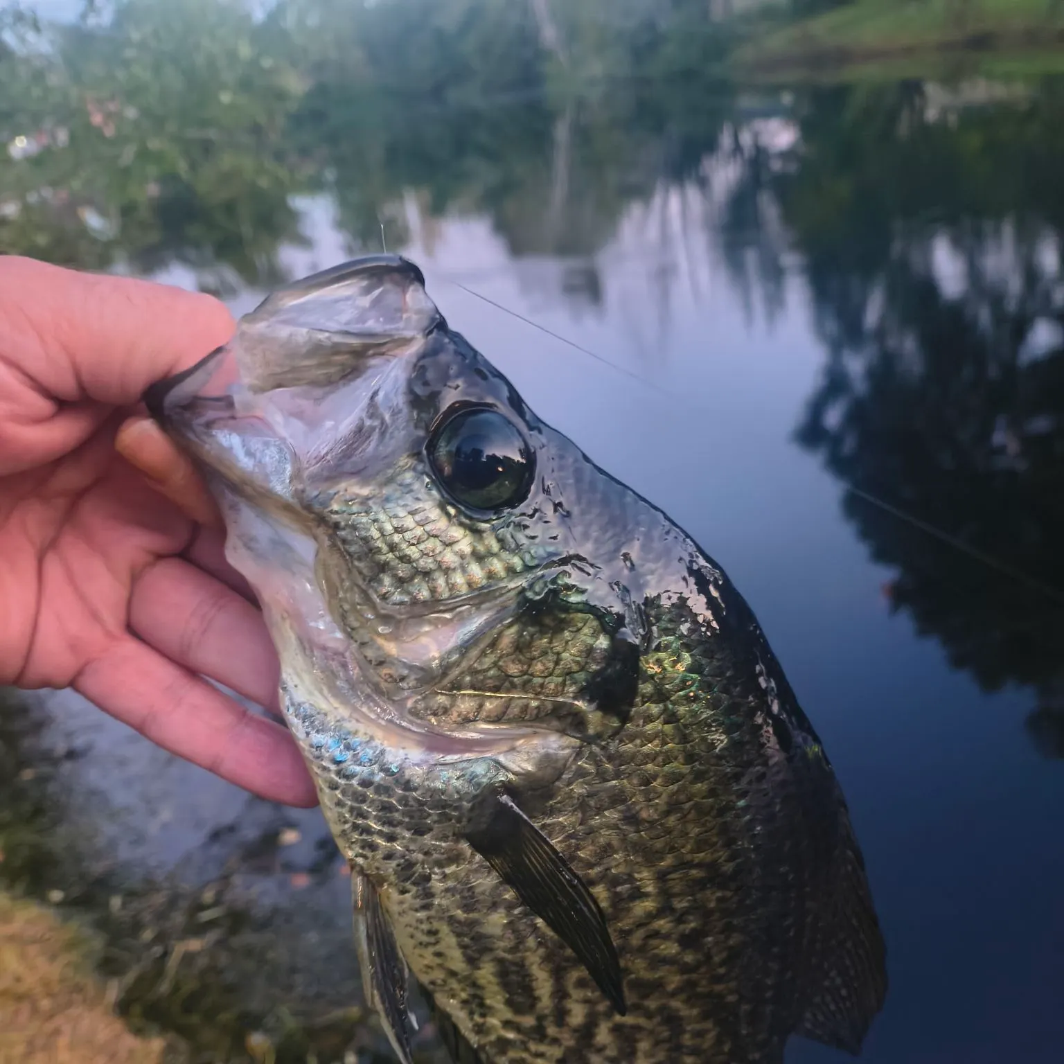 Black crappie caught on Fishbrain
