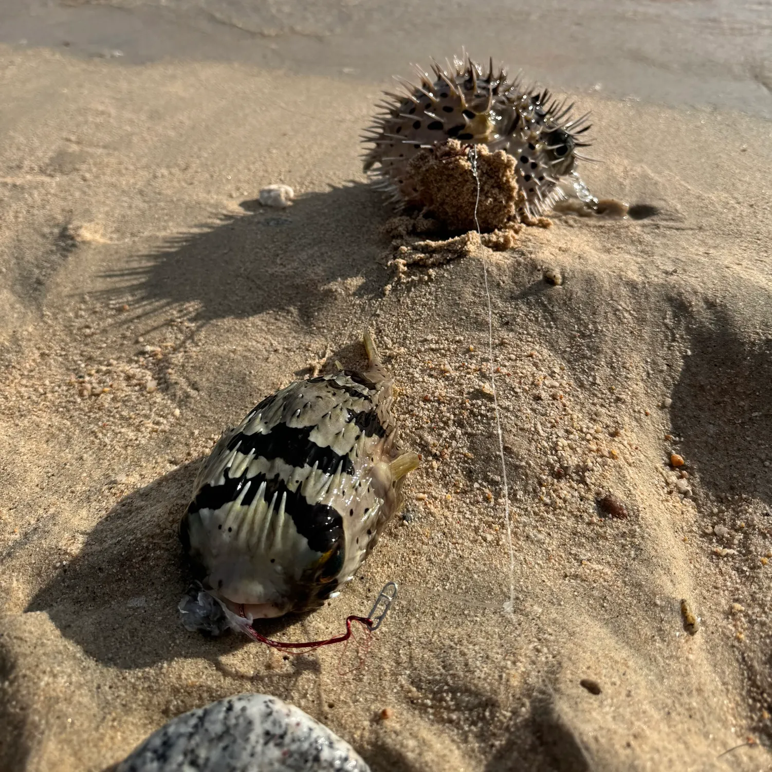 The most recent Southern puffer catches on Fishbrain