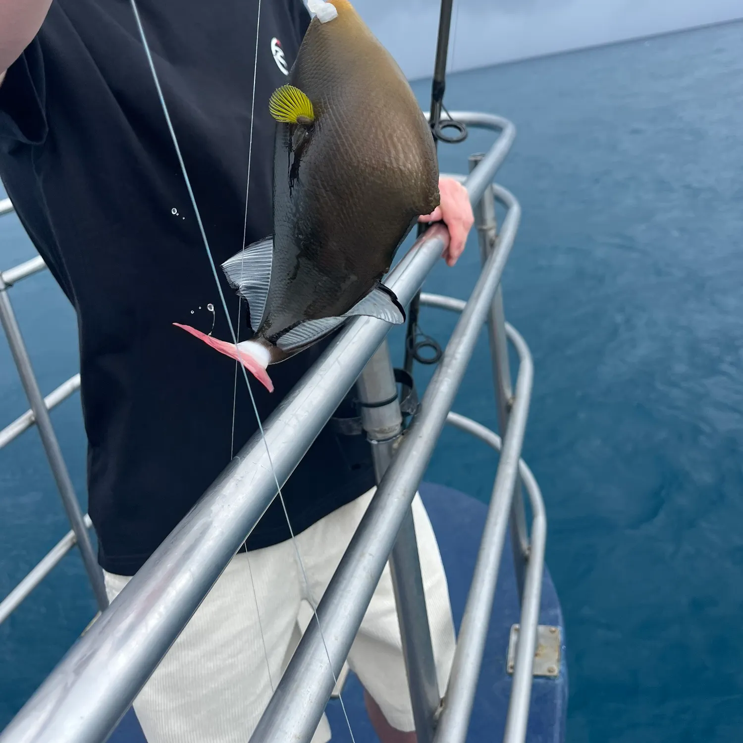 The most recent Pinktail triggerfish catches on Fishbrain