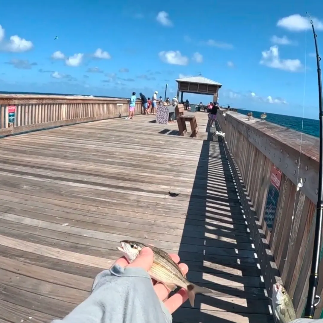 The most recent Tomtate grunt catches on Fishbrain