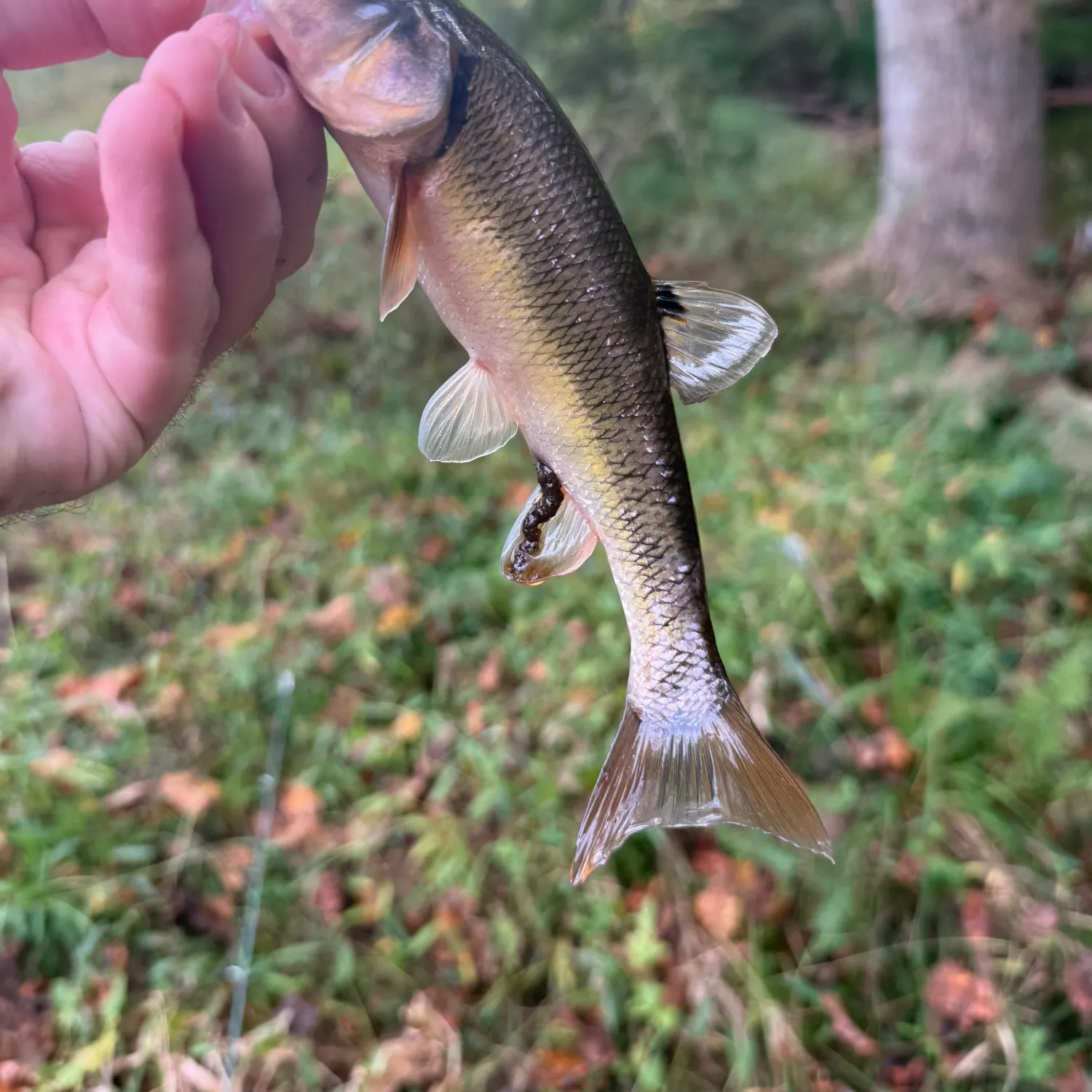 Creek chub caught on Fishbrain