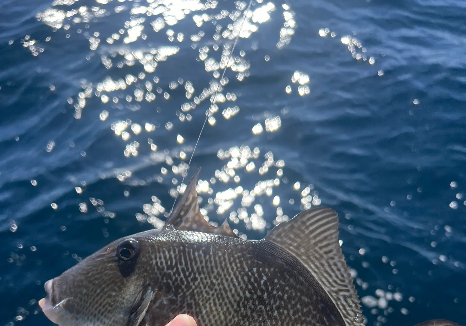 Grey triggerfish