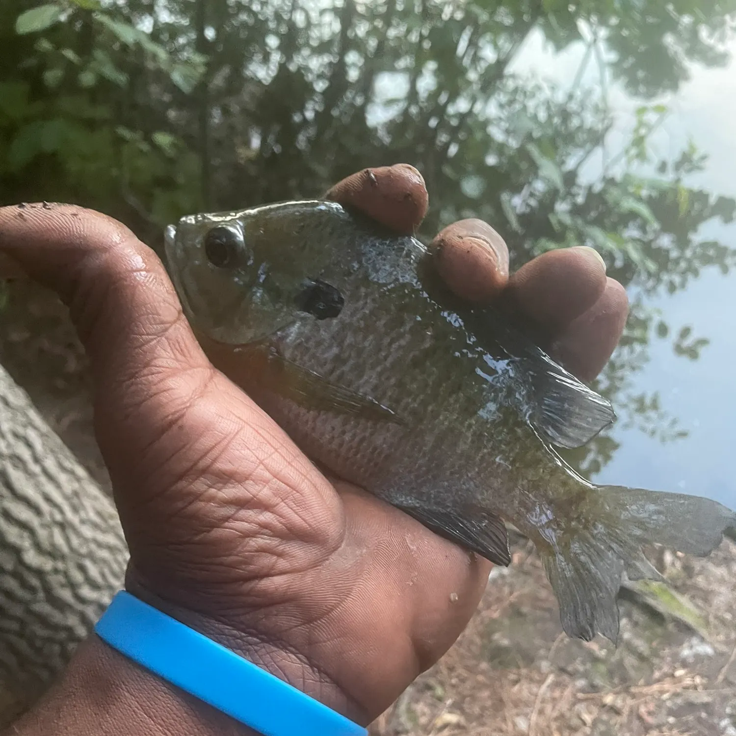 Bluegill caught on Fishbrain