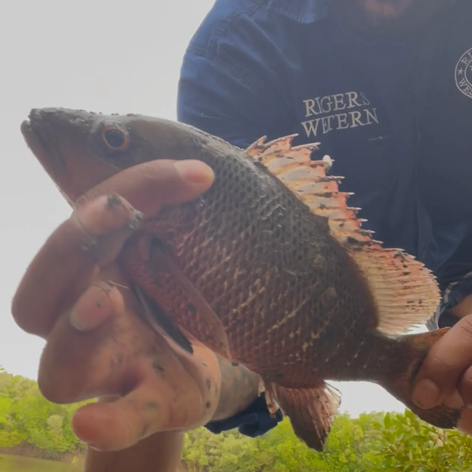 The most recent Mangrove red snapper catches on Fishbrain