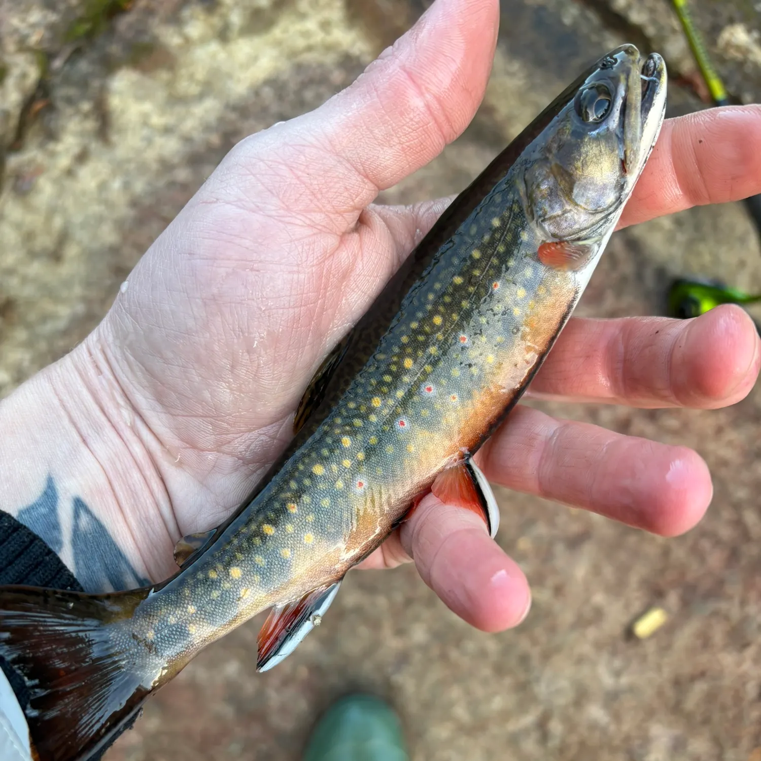 Brook trout caught on Fishbrain