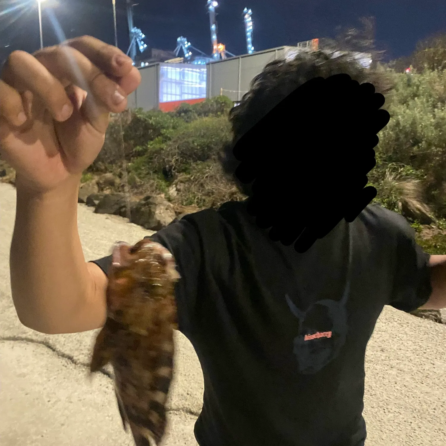 The most recent Malabar grouper catches on Fishbrain