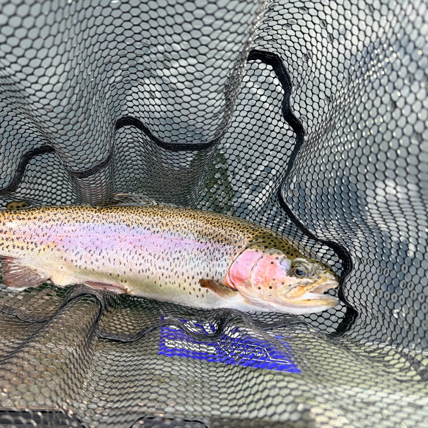 Rainbow trout caught on Fishbrain