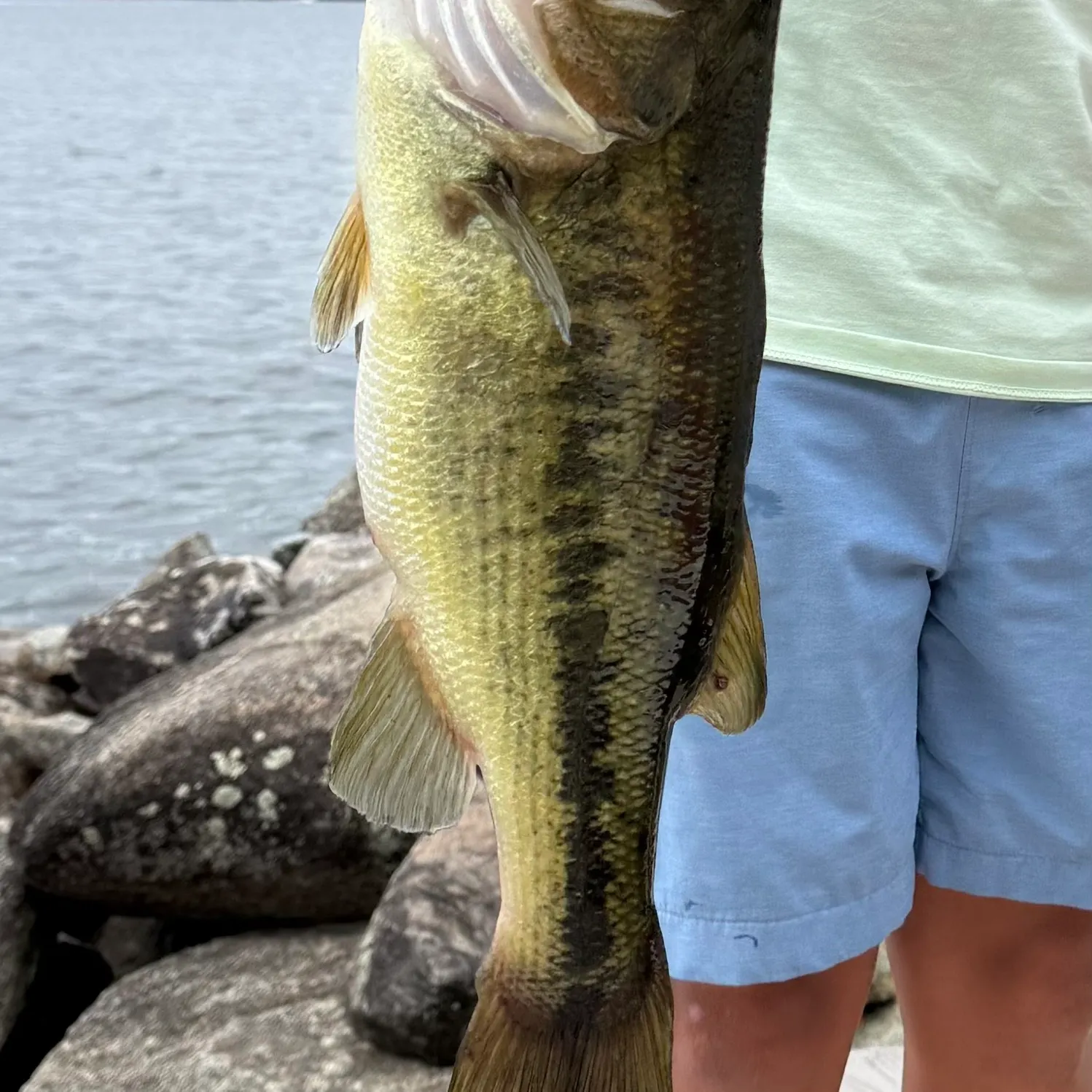 Largemouth bass caught on Fishbrain
