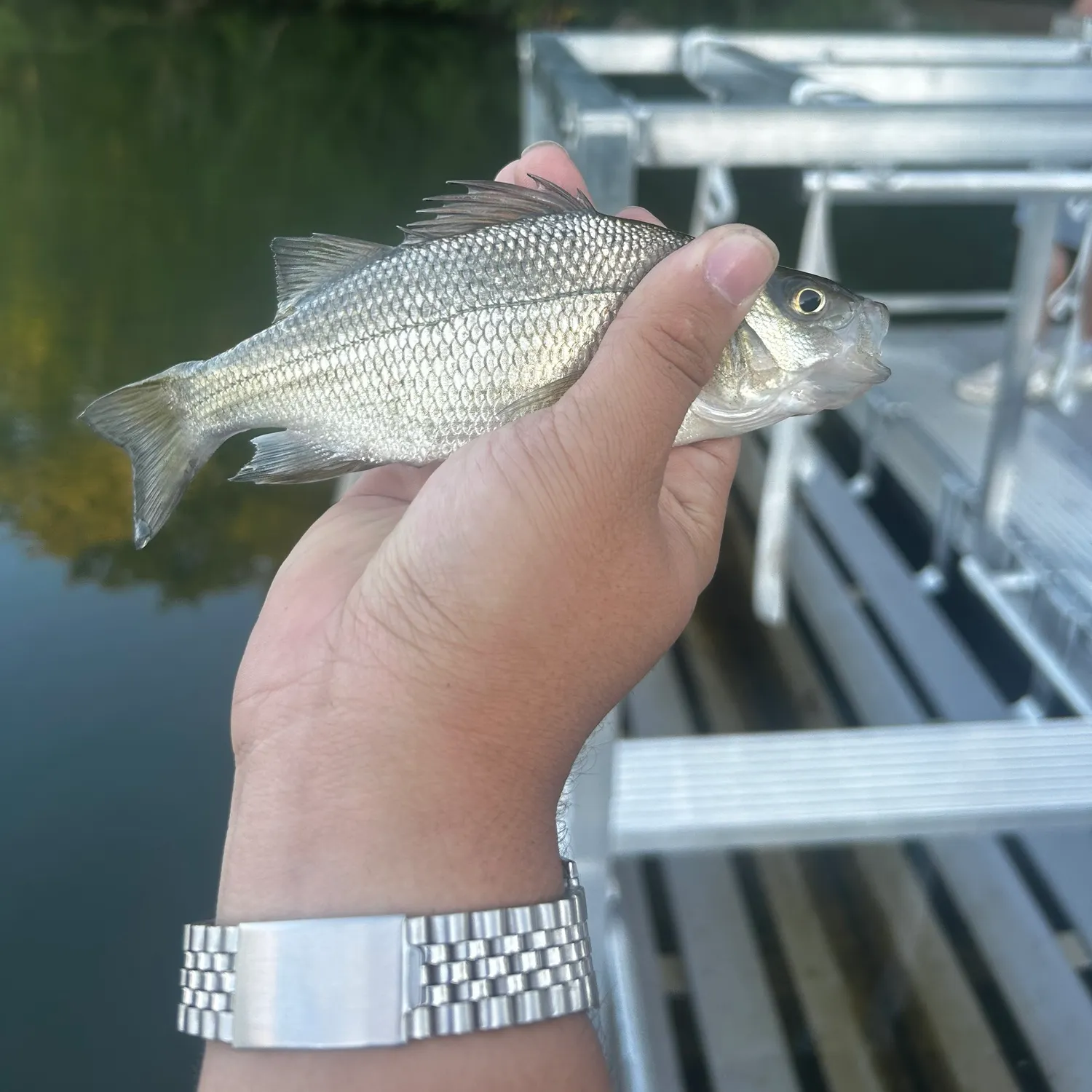 White perch caught on Fishbrain