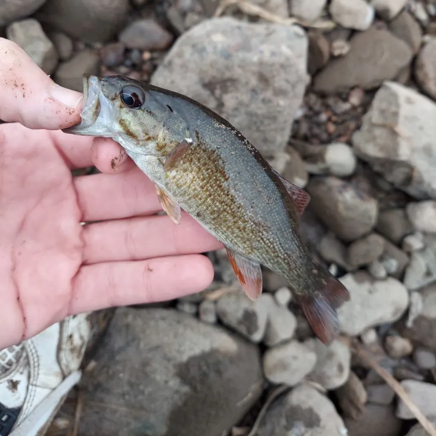 Smallmouth bass caught on Fishbrain