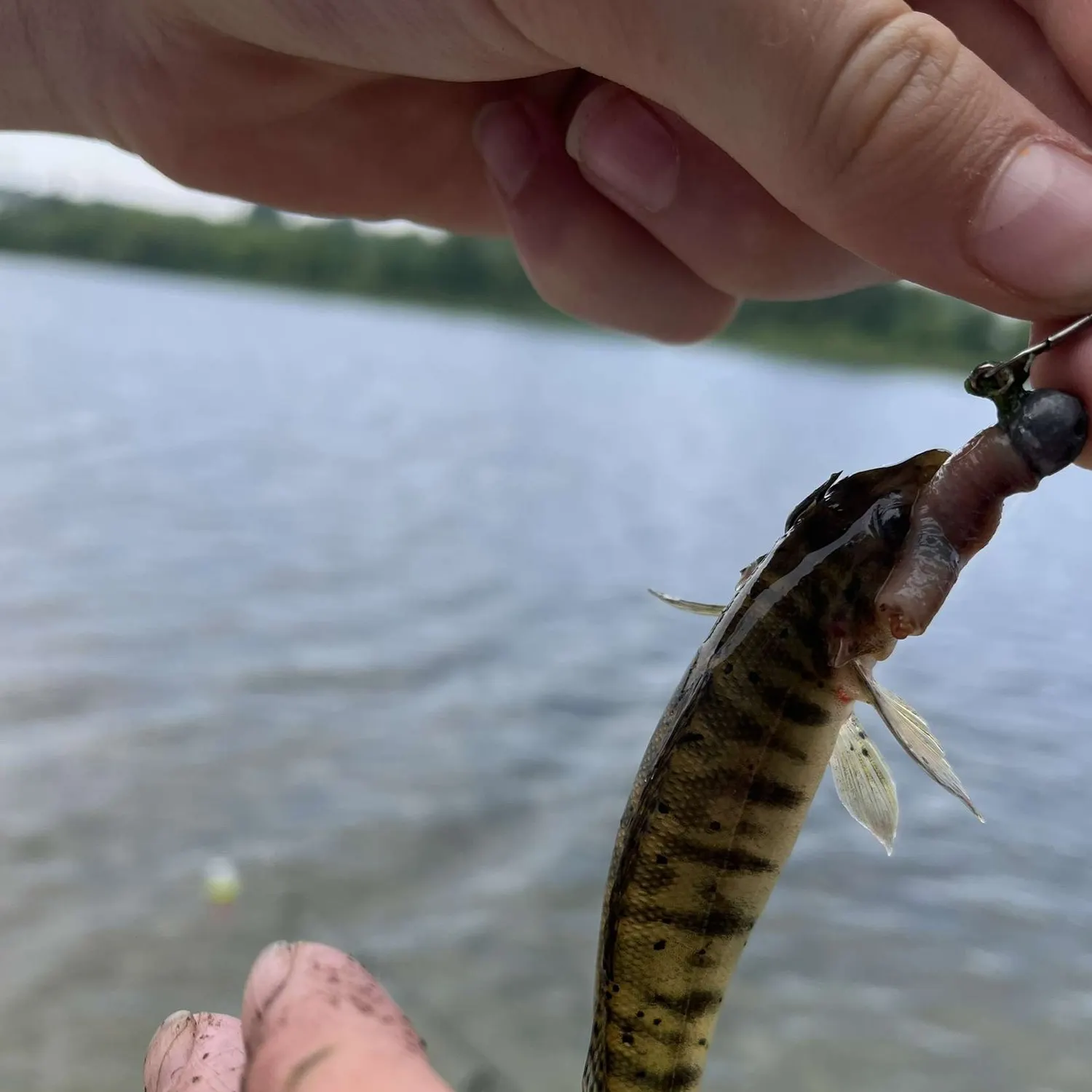 The most recent Common logperch catches on Fishbrain