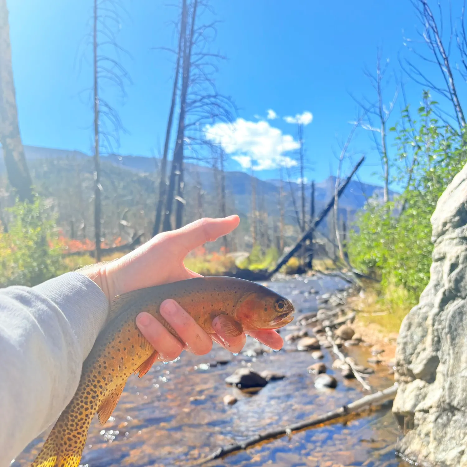 Cutthroat trout caught on Fishbrain