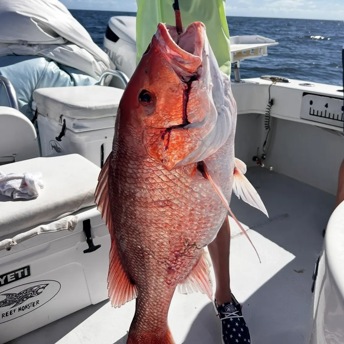 The most recent Northern red snapper catches on Fishbrain