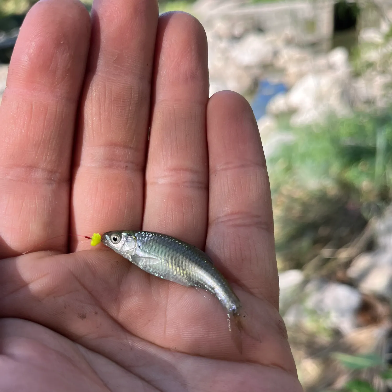 The most recent Red shiner catches on Fishbrain
