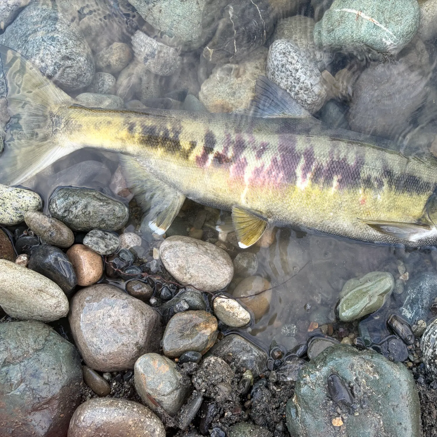 Chum salmon caught on Fishbrain