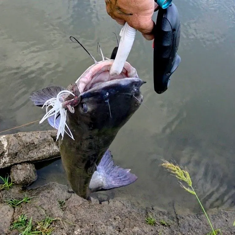 Channel catfish caught on Fishbrain
