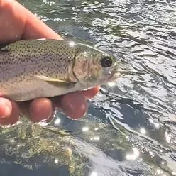 The most recent Kern River Rainbow Trout catches on Fishbrain