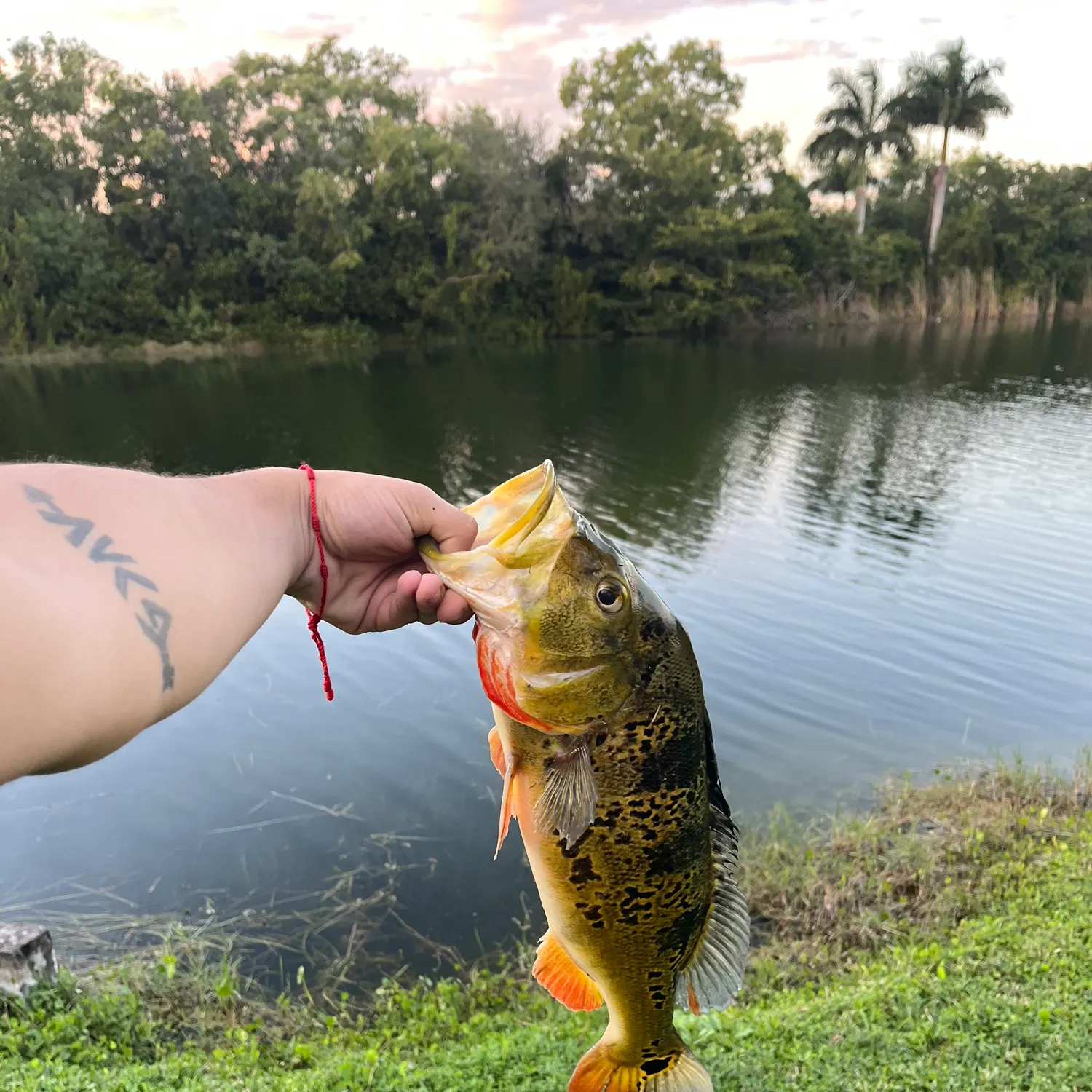 The most recent Butterfly peacock bass catches on Fishbrain