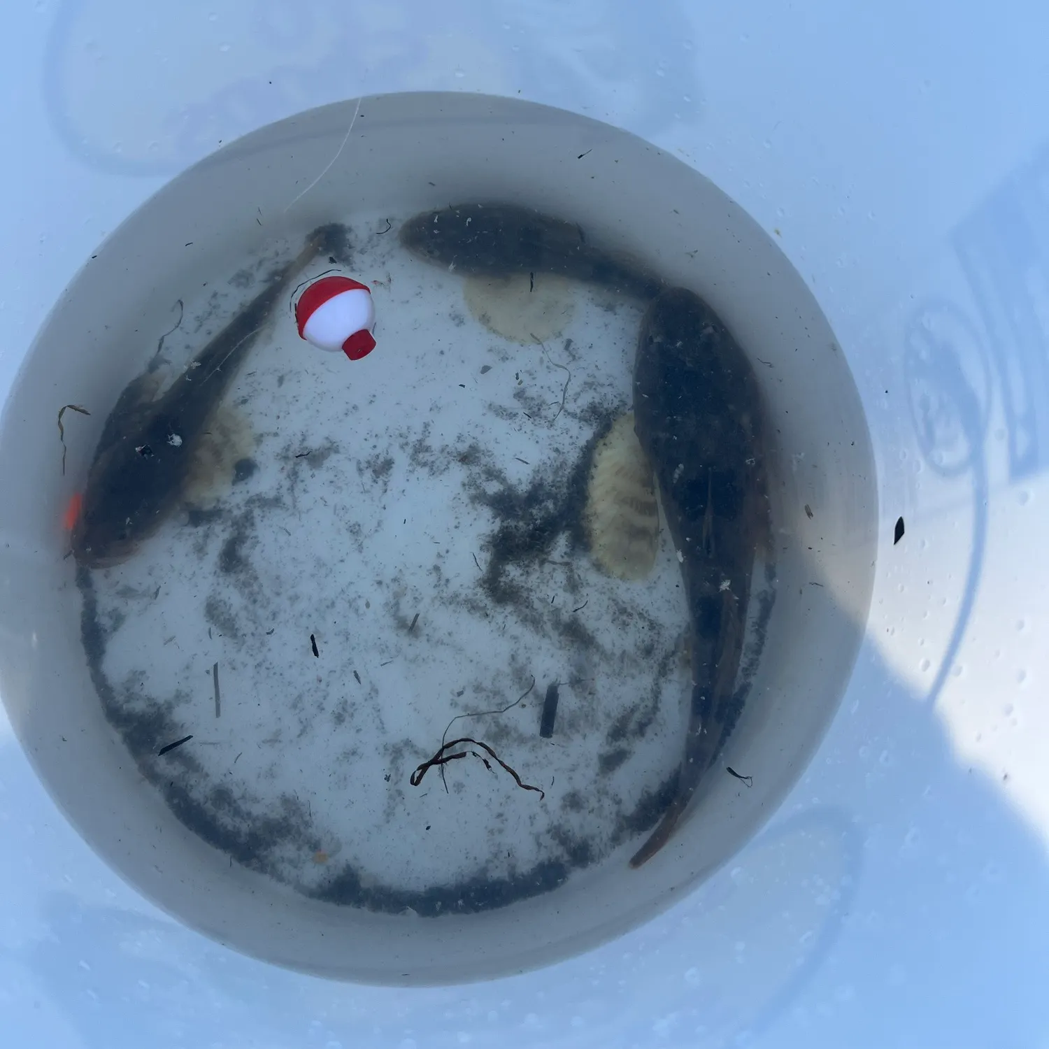 The most recent Pacific staghorn sculpin catches on Fishbrain