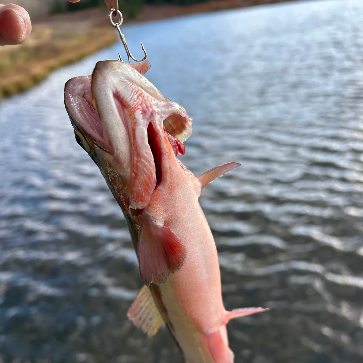 Cutthroat trout caught on Fishbrain