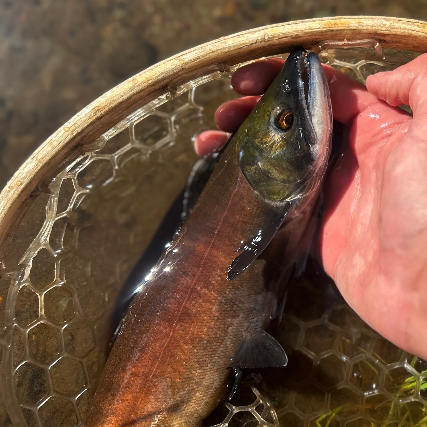 Kokanee salmon caught on Fishbrain