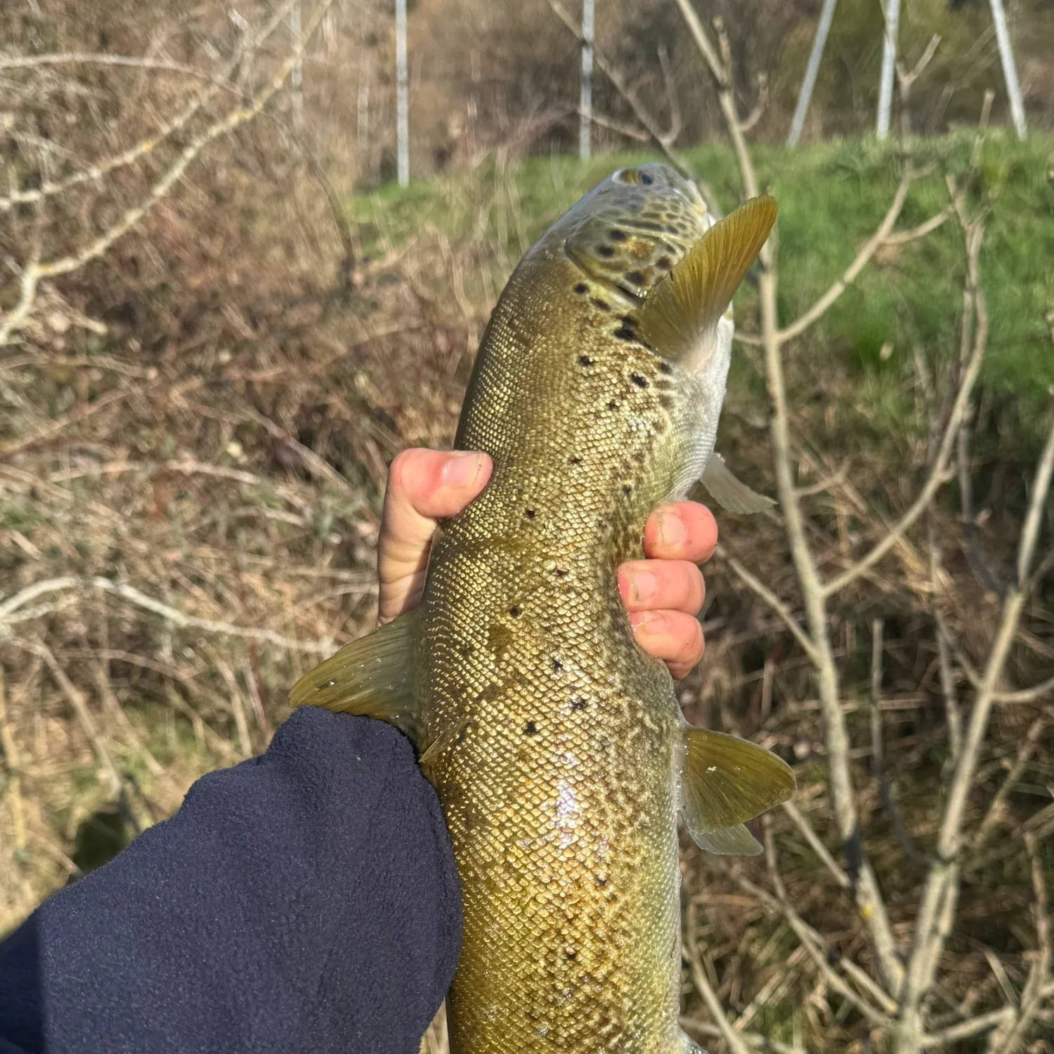 Brown trout caught on Fishbrain