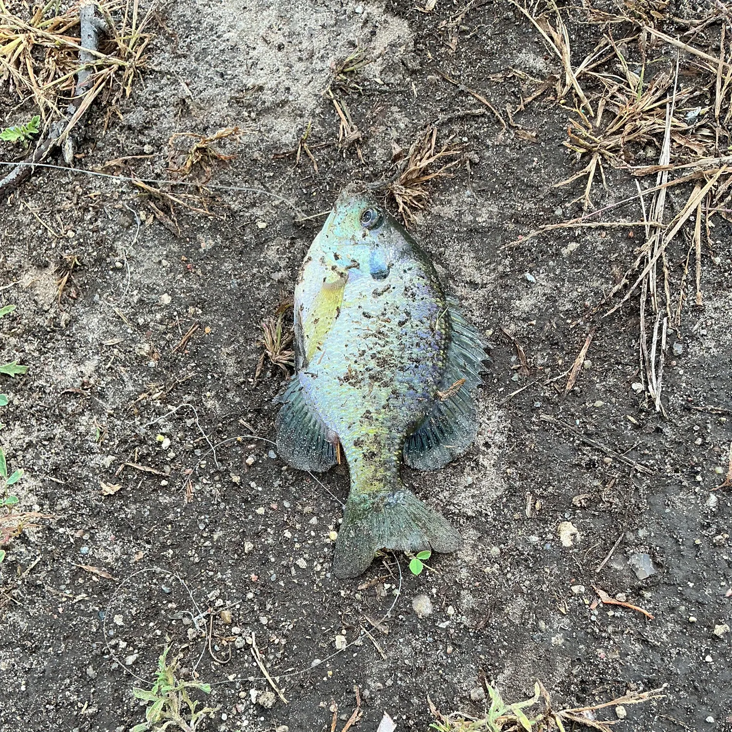 Black crappie caught on Fishbrain