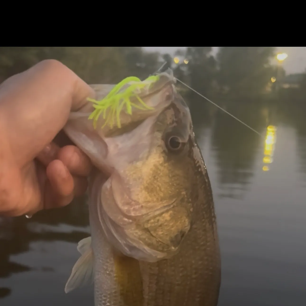 Largemouth bass caught on Fishbrain