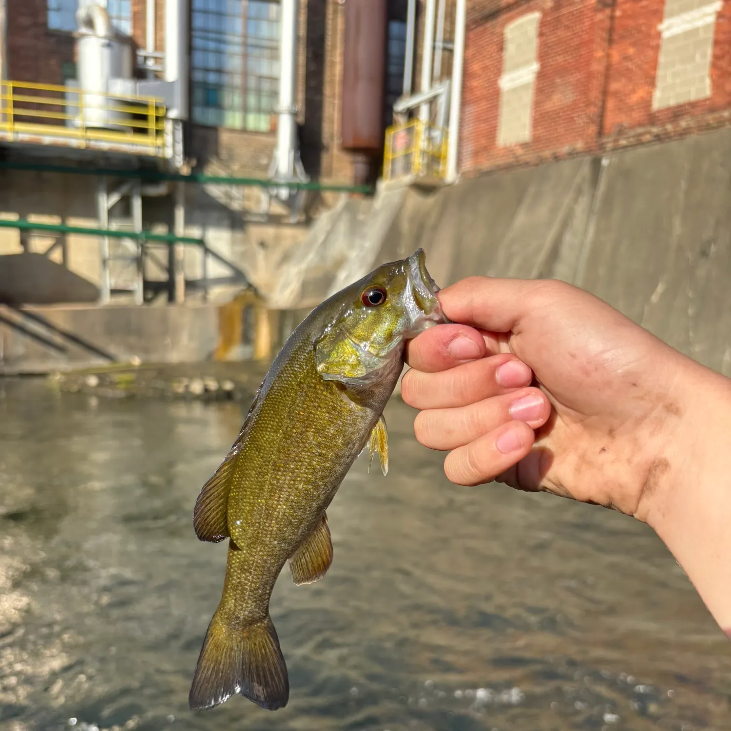 Smallmouth bass caught on Fishbrain