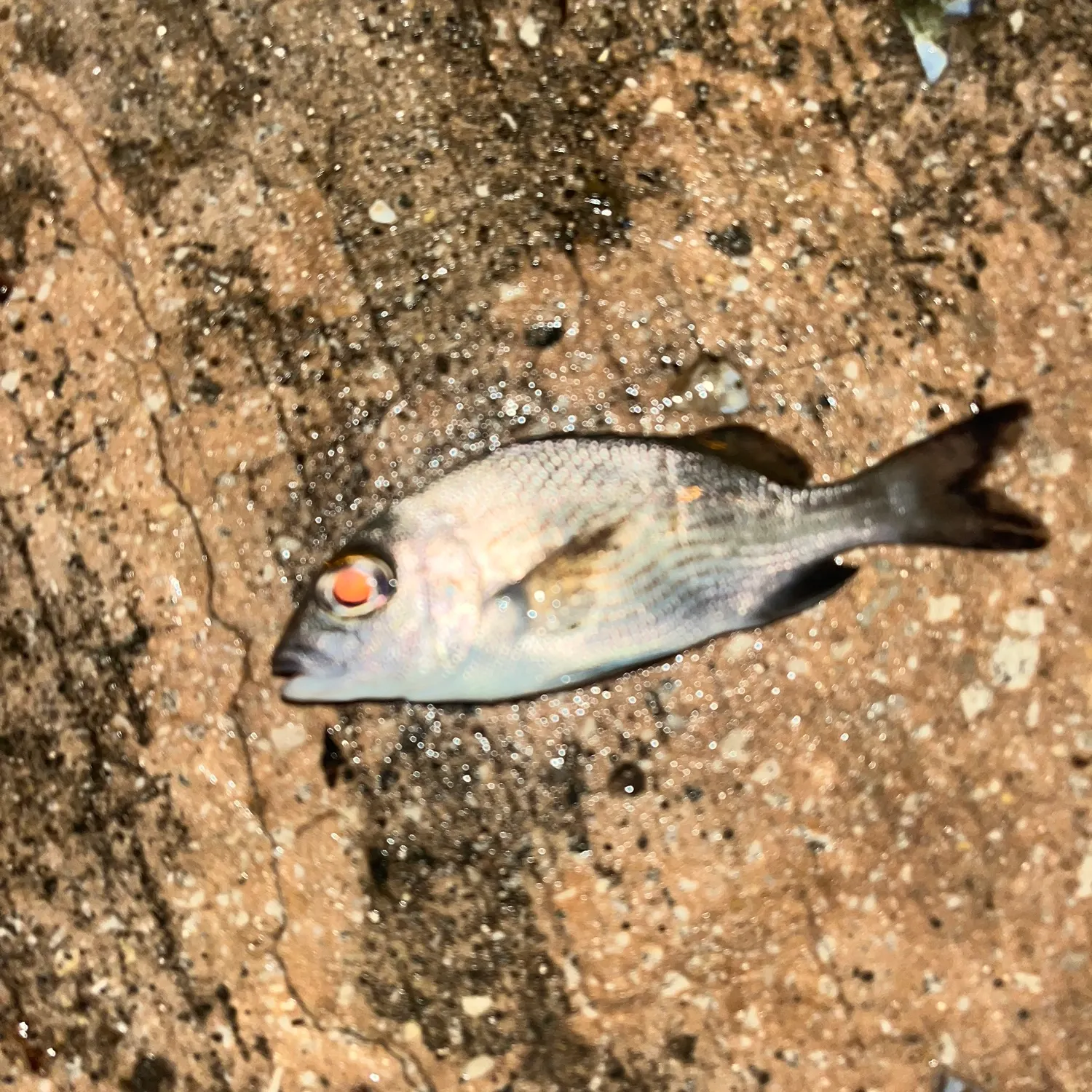 The most recent Sailor's choice grunt catches on Fishbrain