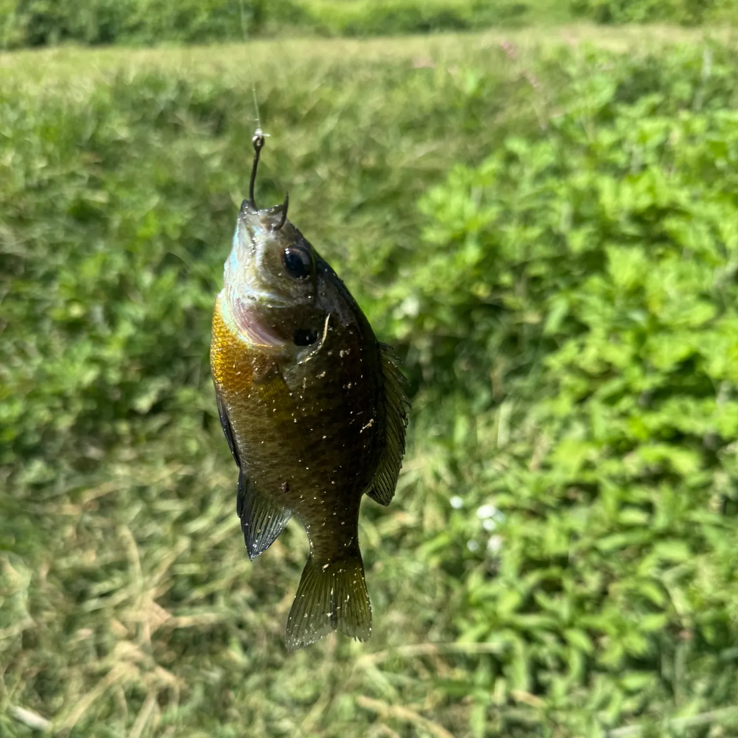 Bluegill caught on Fishbrain