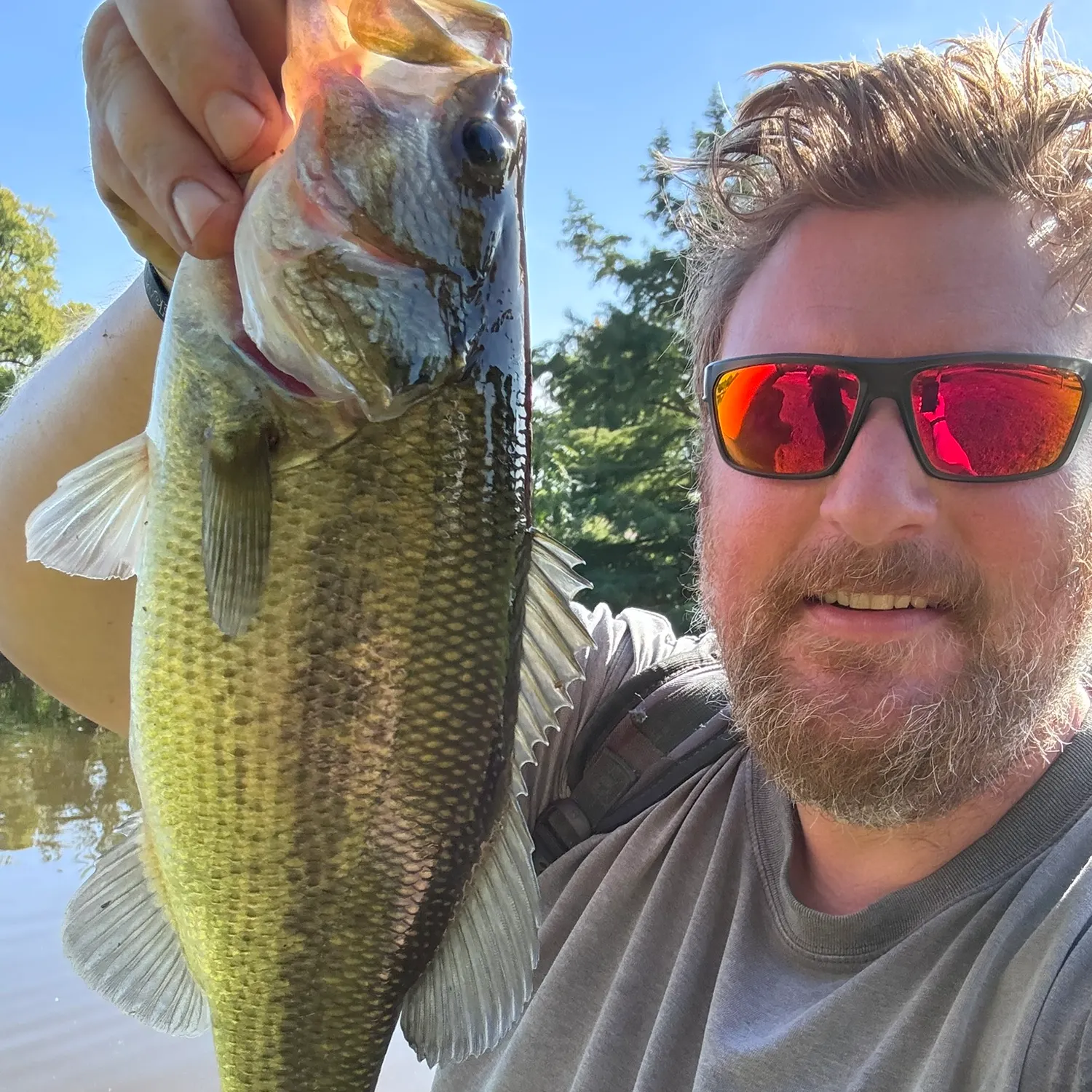 Largemouth bass caught on Fishbrain