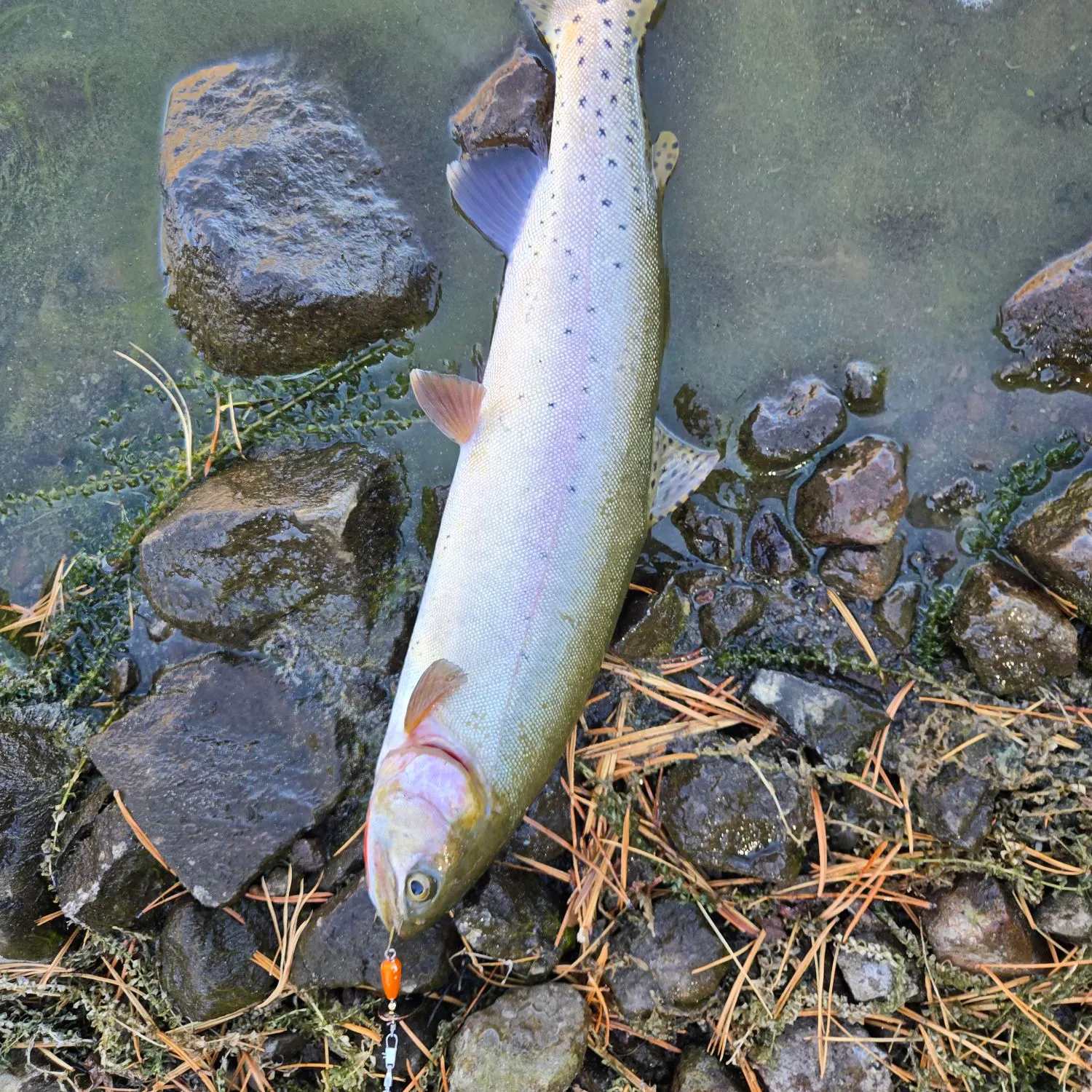 Cutthroat trout caught on Fishbrain