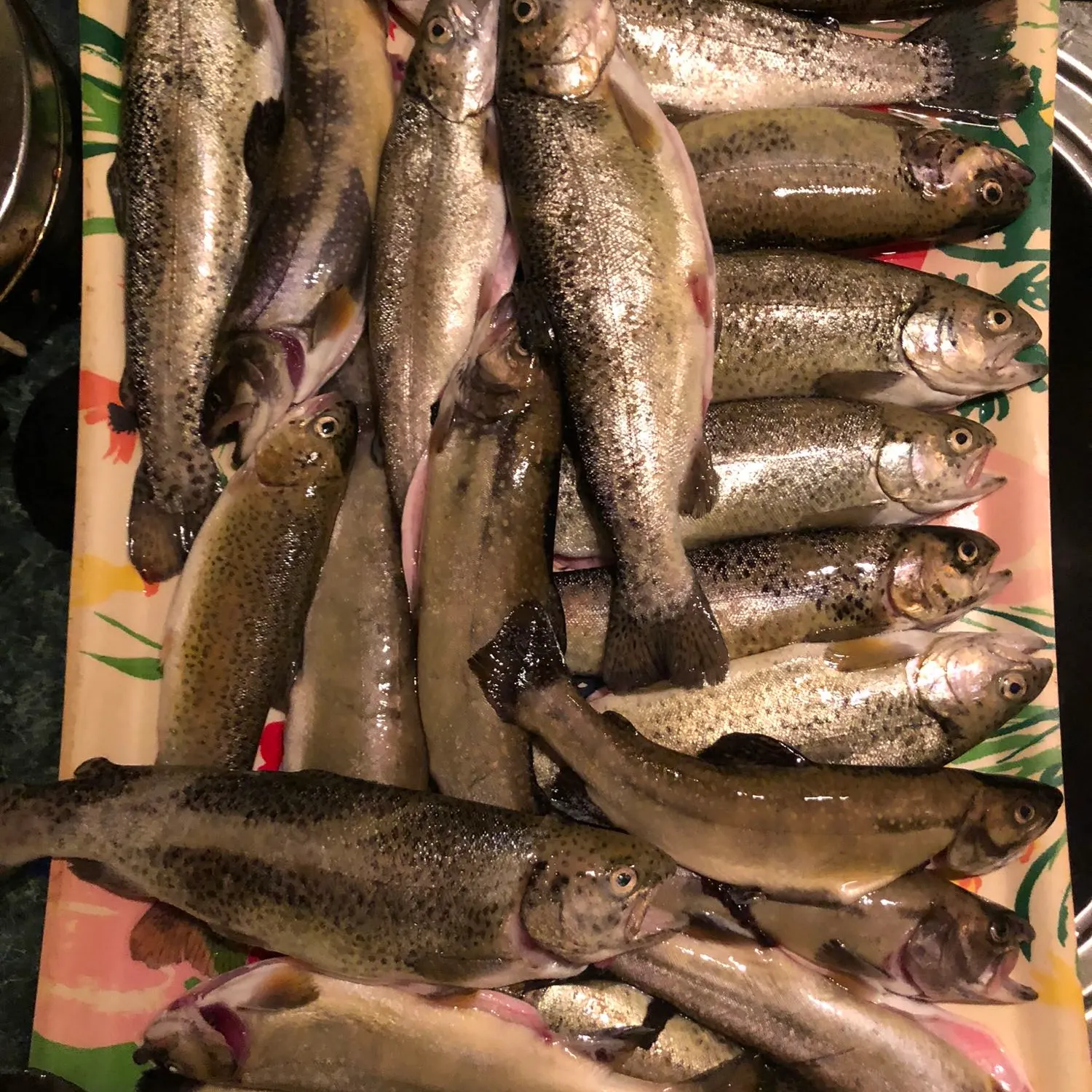 recently logged catches