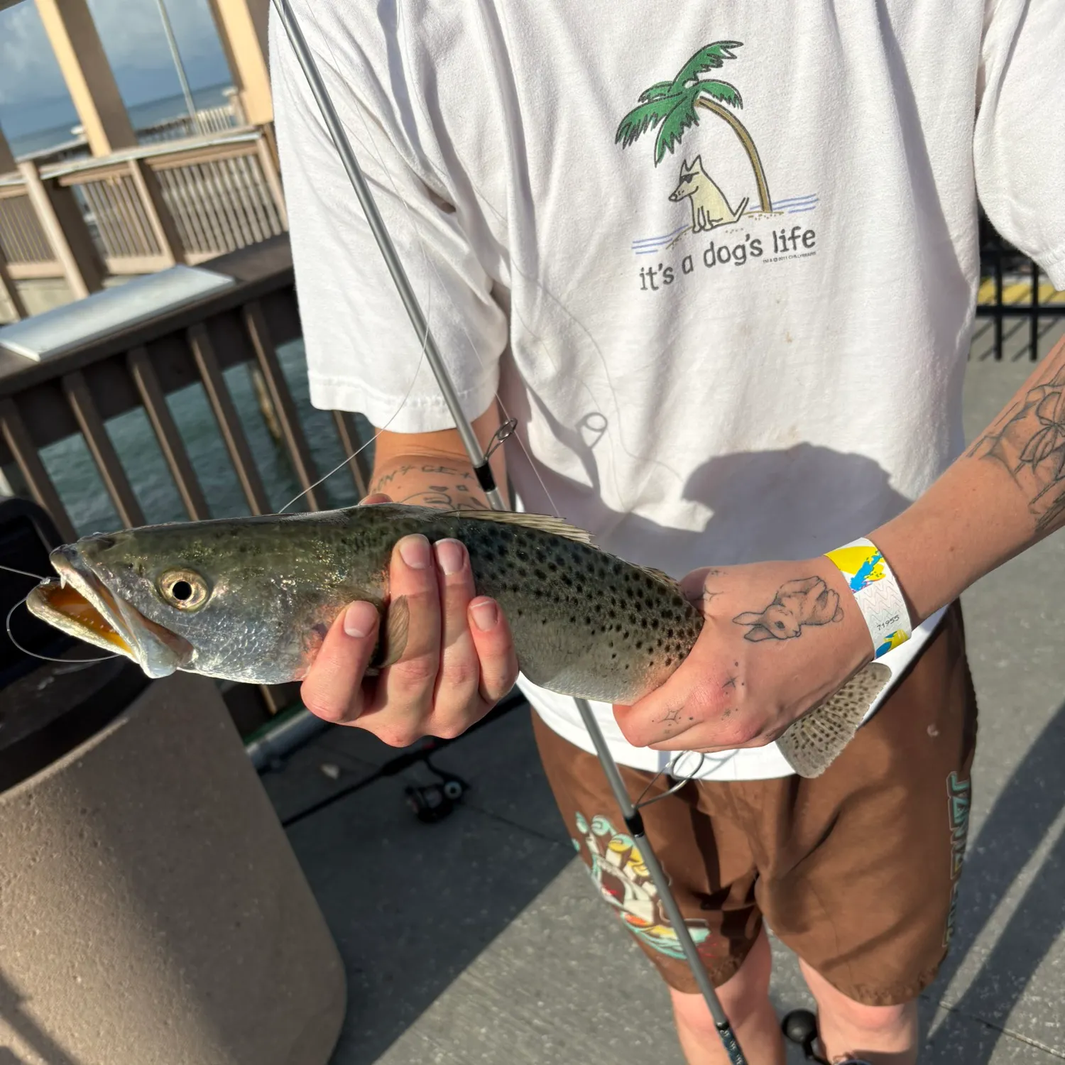 Spotted seatrout caught on Fishbrain