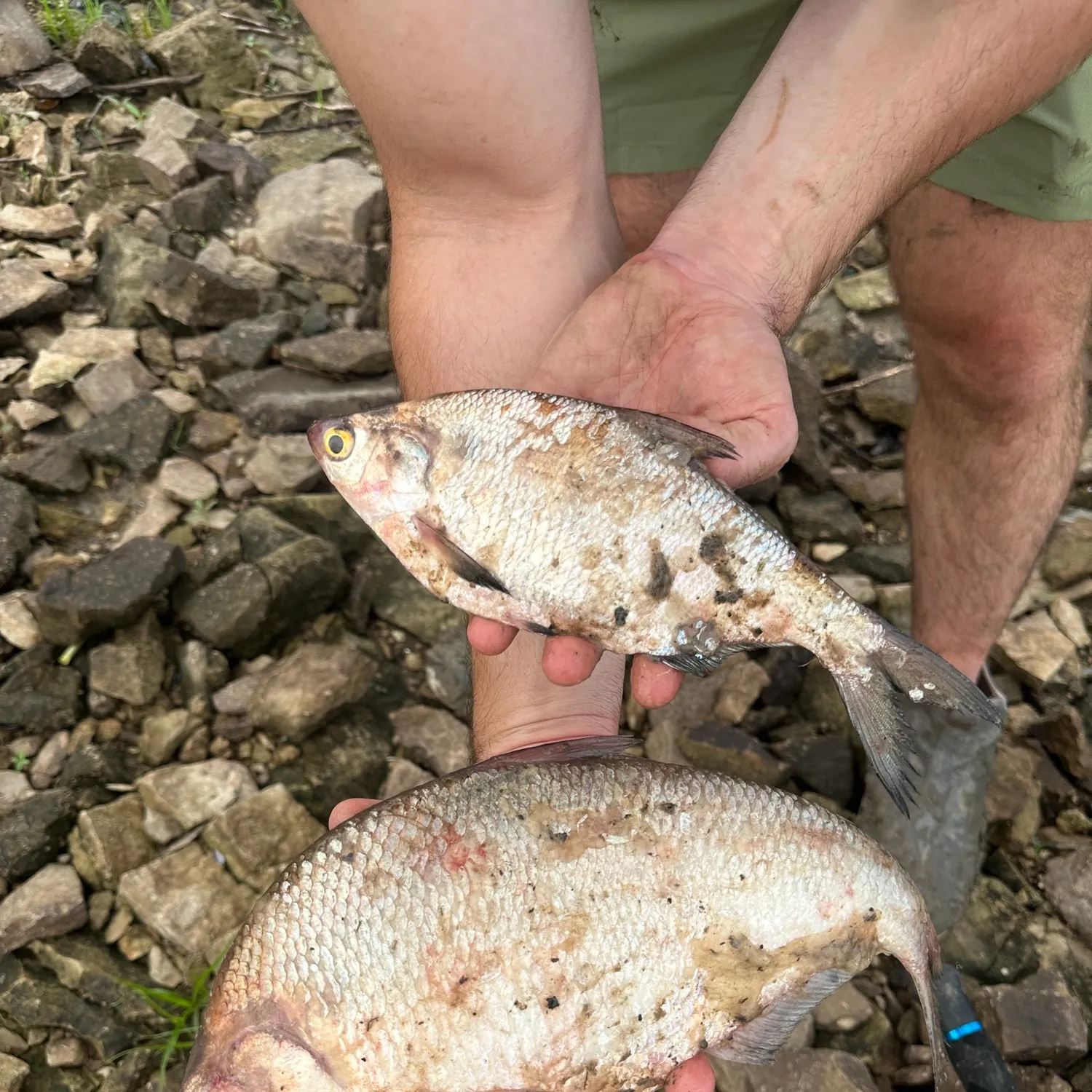The most recent American gizzard shad catches on Fishbrain