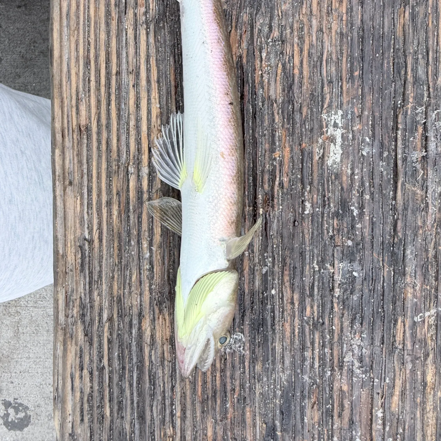 The most recent California lizardfish catches on Fishbrain