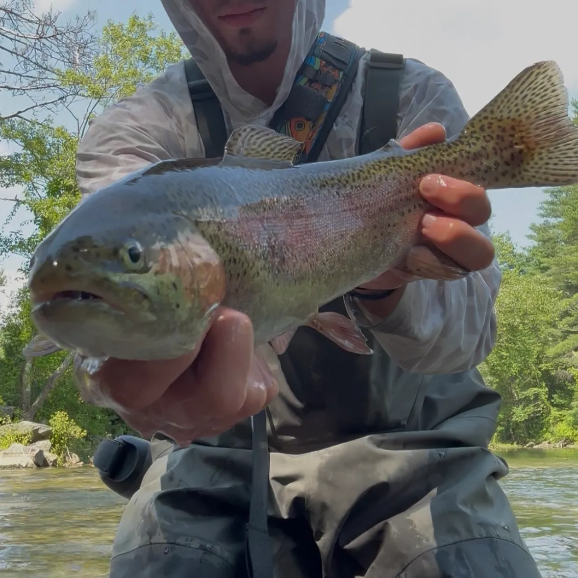 Rainbow trout caught on Fishbrain