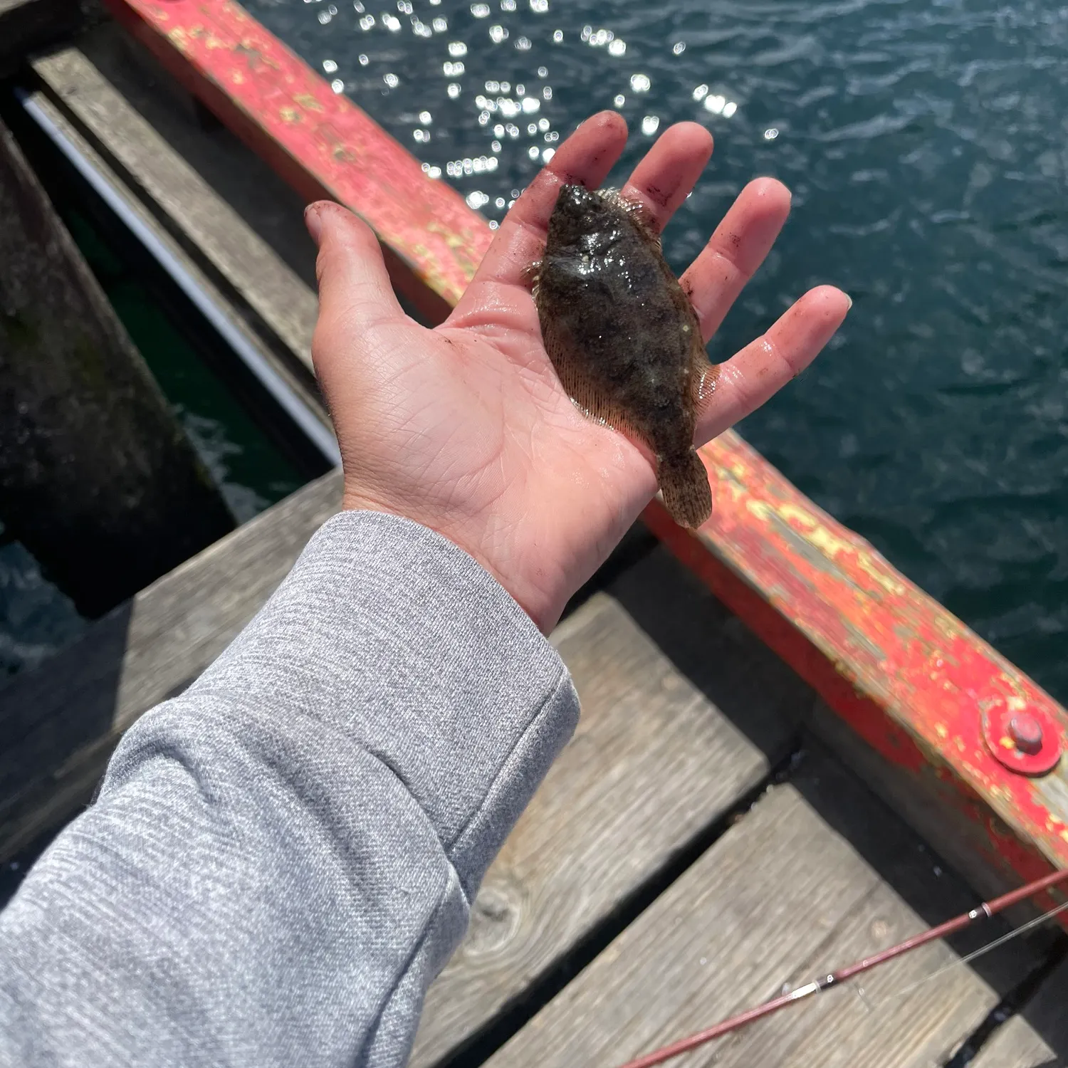 The most recent Speckled sanddab catches on Fishbrain